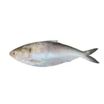 Hilsha Fish Whole (1.4kg-1.5kg)
