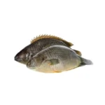 Koi Fish Clean (Climbing Perch Fish) (800g)