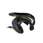 Shol Fish/ Snake Head Clean (শোল মাছ) (500g)