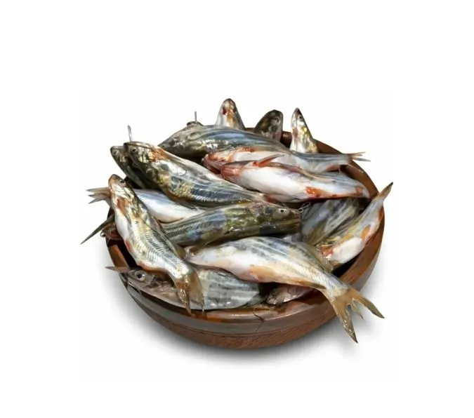 Gulsha-Fish-Tengra-Fish-800g.webp Gulsha Fish/ Tengra Fish (800g) - Image 1