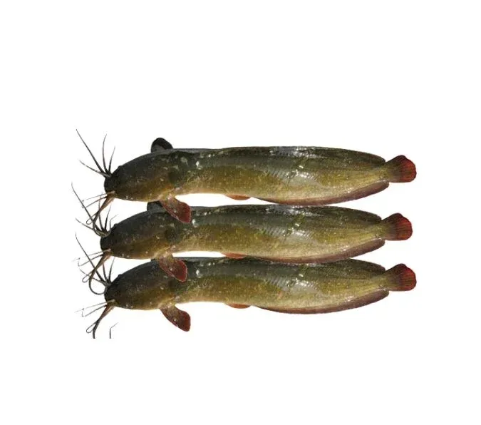 Magur-Fish-Whole-Cat-Fish-700g-800g.webp Magur Fish Whole (Cat Fish) (700g - 800g) - Image 1